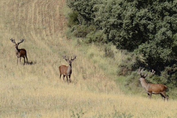 Deers to be hunted
